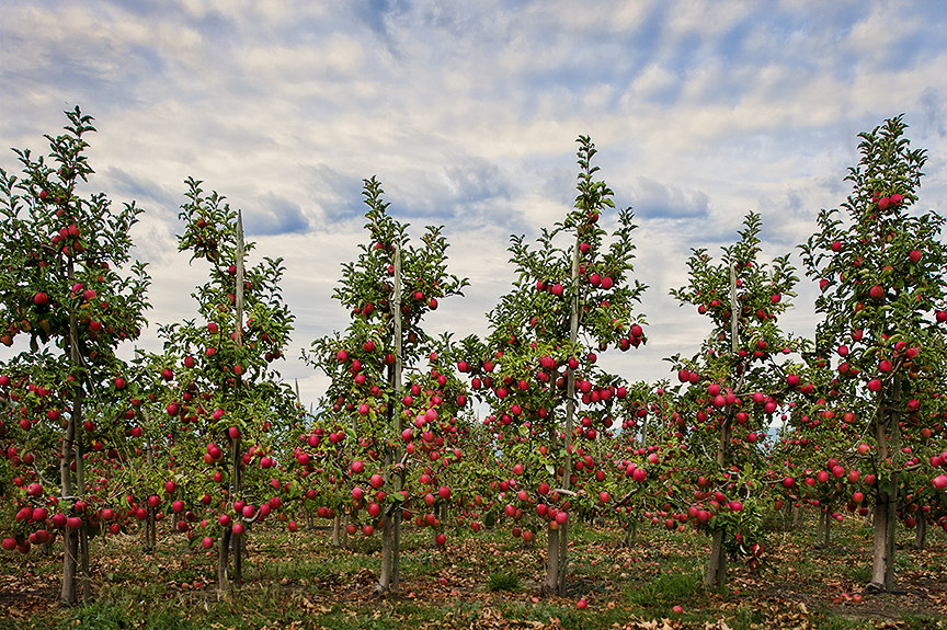 Pink Lady apple orchard